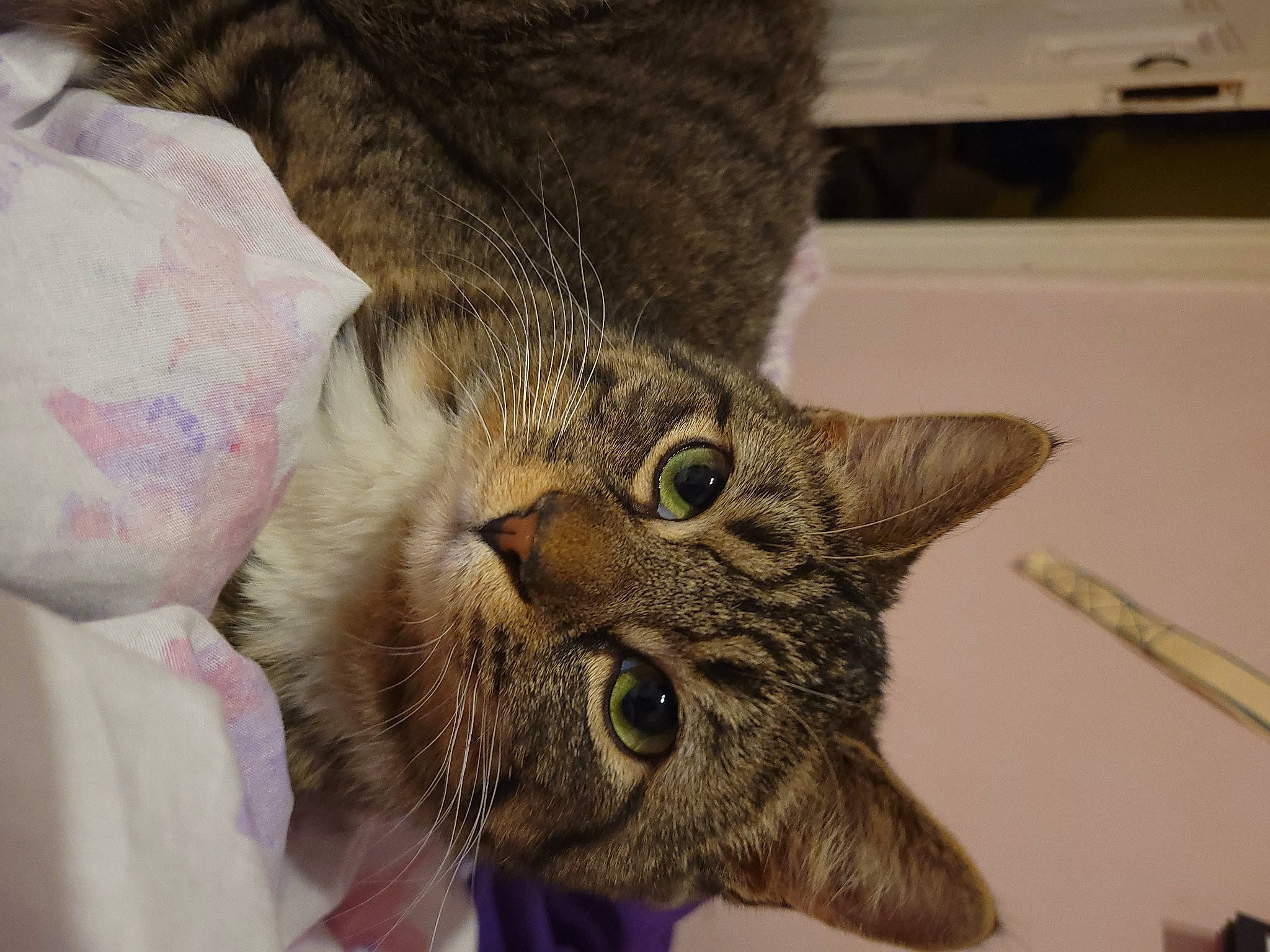 Kit is registered to the contest to win money with this photo: carnivore, cat, claw, comfort, domestic_short_haired_cat, ear, felidae, fur, mammal, paw, small_to_medium_sized_cats, snout, tail, whiskers, wildlife