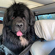 Ooper a rejoint le concours — aidez-le/la à gagner de superbes lots ! dog, black_dog, fluffy, tongue_out, car_interior, seat, leather_seat, window, sunlight, pet, animal, canine, seat_cover, backseat, cute, portrait, indoors, happy, furry, companion