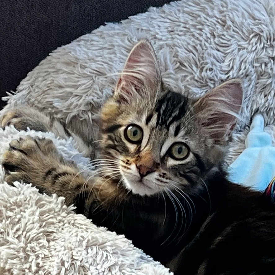 Vipper participe au concours pour gagner de l'argent avec cette photo : abyssinian, animal, bed, bedroom, blanket, canine, cat, couch, cushion, dog, furniture, homedecor, indoors, kitten, manx, person, pet, quilt, room, sleeping