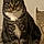 Minette