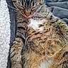 animal, blanket, cat, closeup, cozy, cute, domestic, feline, fur, indoor, mammal, paw, peaceful, pet, relaxing, resting, sleeping, soft, tabby, whiskers