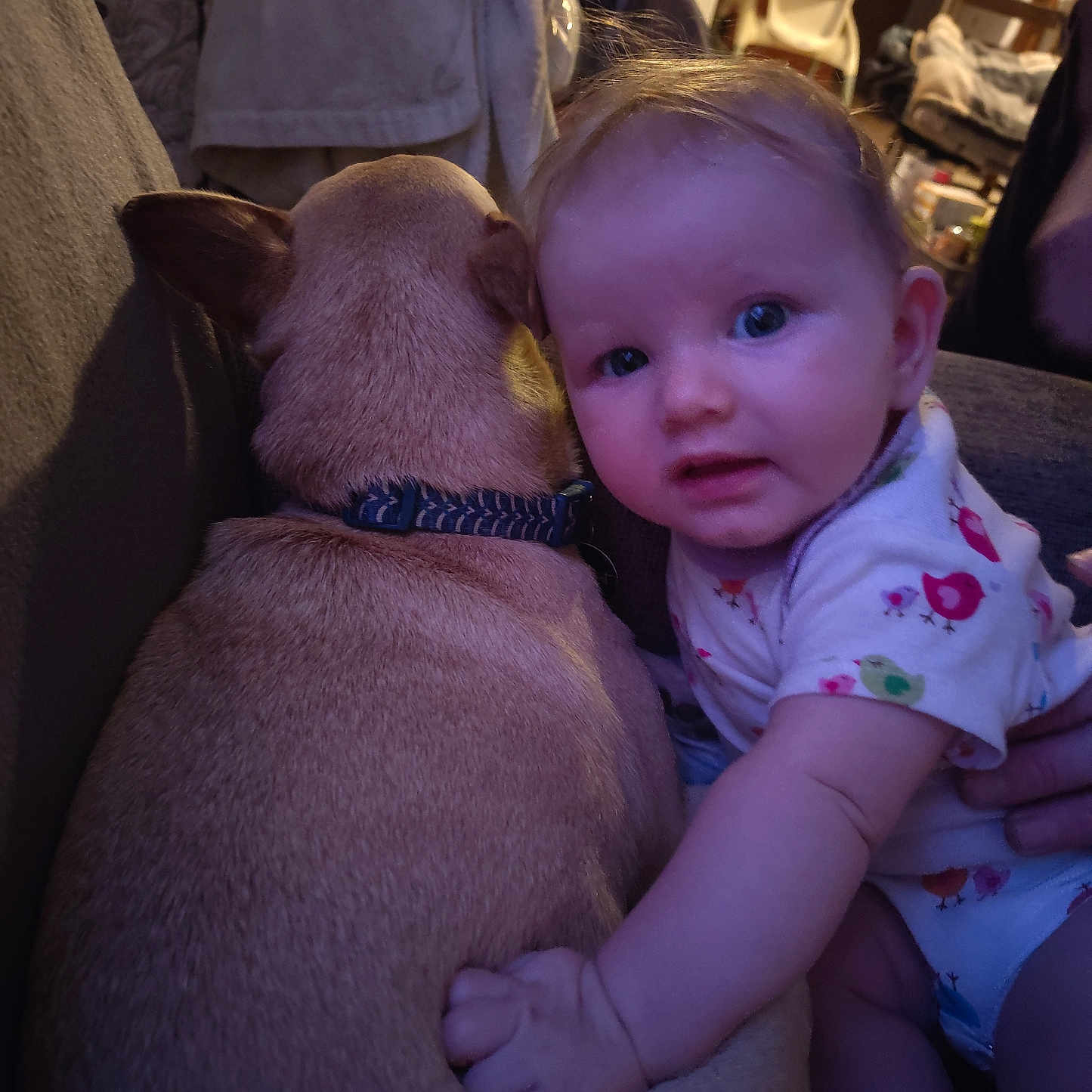 Delannie joined the competition — help win amazing prizes! animal, baby, child, clothing, collar, comfort, couch, cute, dog, face, fur, grip, hand, home, indoor, infant, light, person, pet, sitting