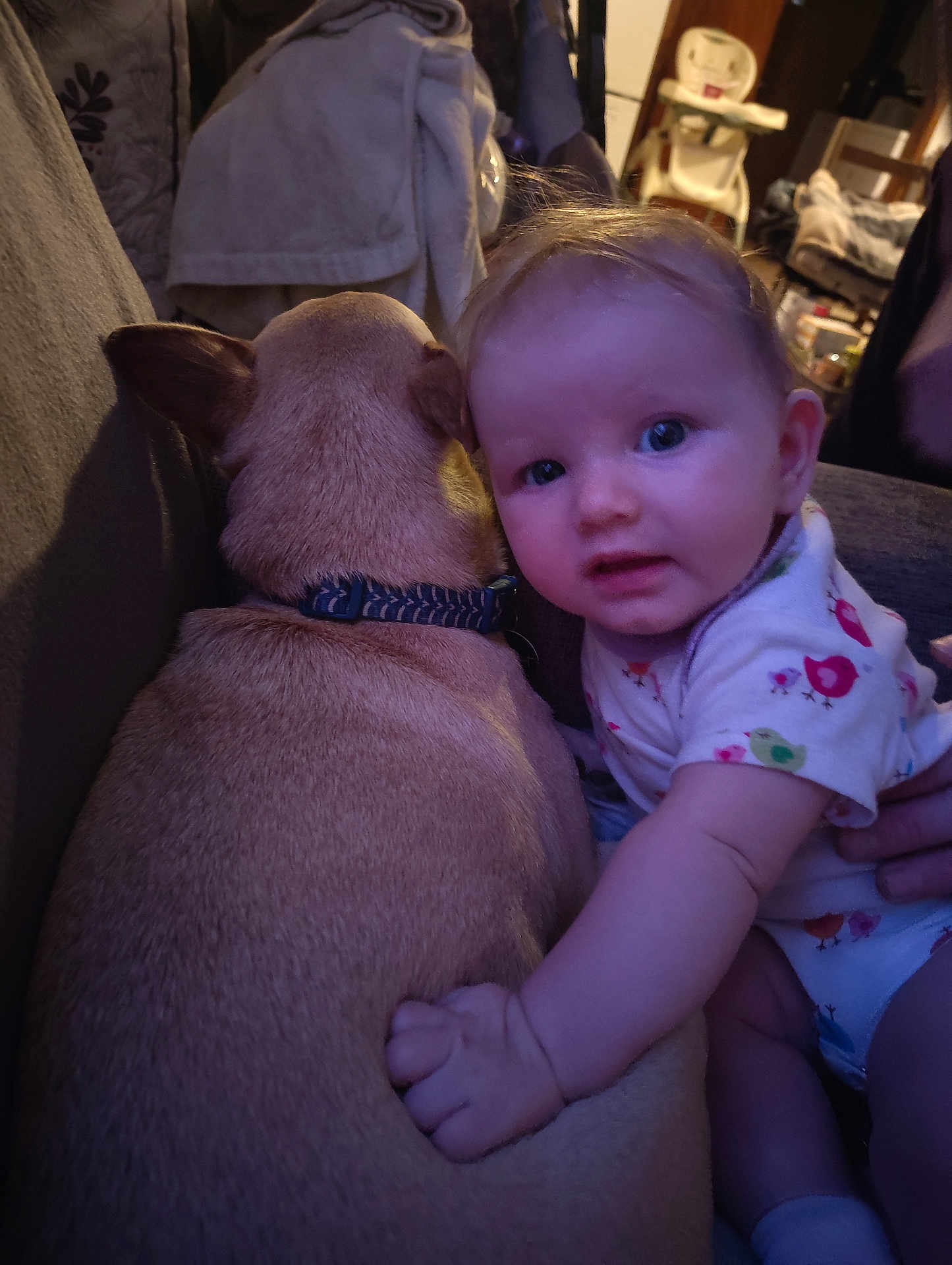 Delannie joined the competition — help win amazing prizes! baby, dog, couch, indoor, child, pet, hand, face, fur, clothing, sitting, animal, comfort, home, person, cute, light, collar, grip, infant