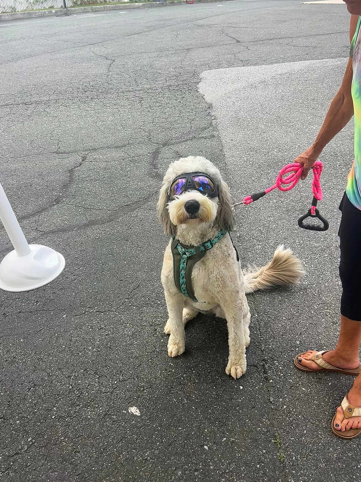 Reba joined the competition — help win amazing prizes! accessories, adult, animal, canine, city, clothing, dog, female, footwear, leash, person, pet, racket, road, sandal, shoe, strap, street, urban, woman