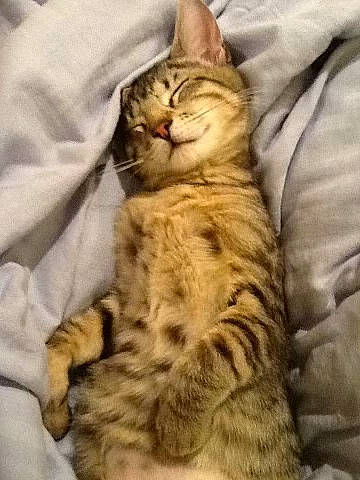 Minka joined the competition — help win amazing prizes! carnivore, cat, claw, comfort, domestic_short_haired_cat, eye, fawn, felidae, fur, nap, paw, sitting, small_to_medium_sized_cats, snout, tail, terrestrial_animal, whiskers