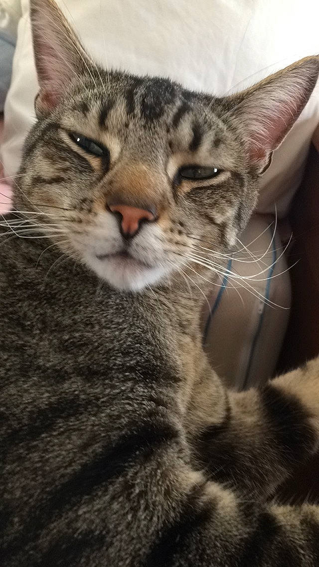 Minka is registered to the contest to win money with this photo: carnivore, cat, domestic_short_haired_cat, eye, felidae, fur, small_to_medium_sized_cats, snout, terrestrial_animal, whiskers, wildlife