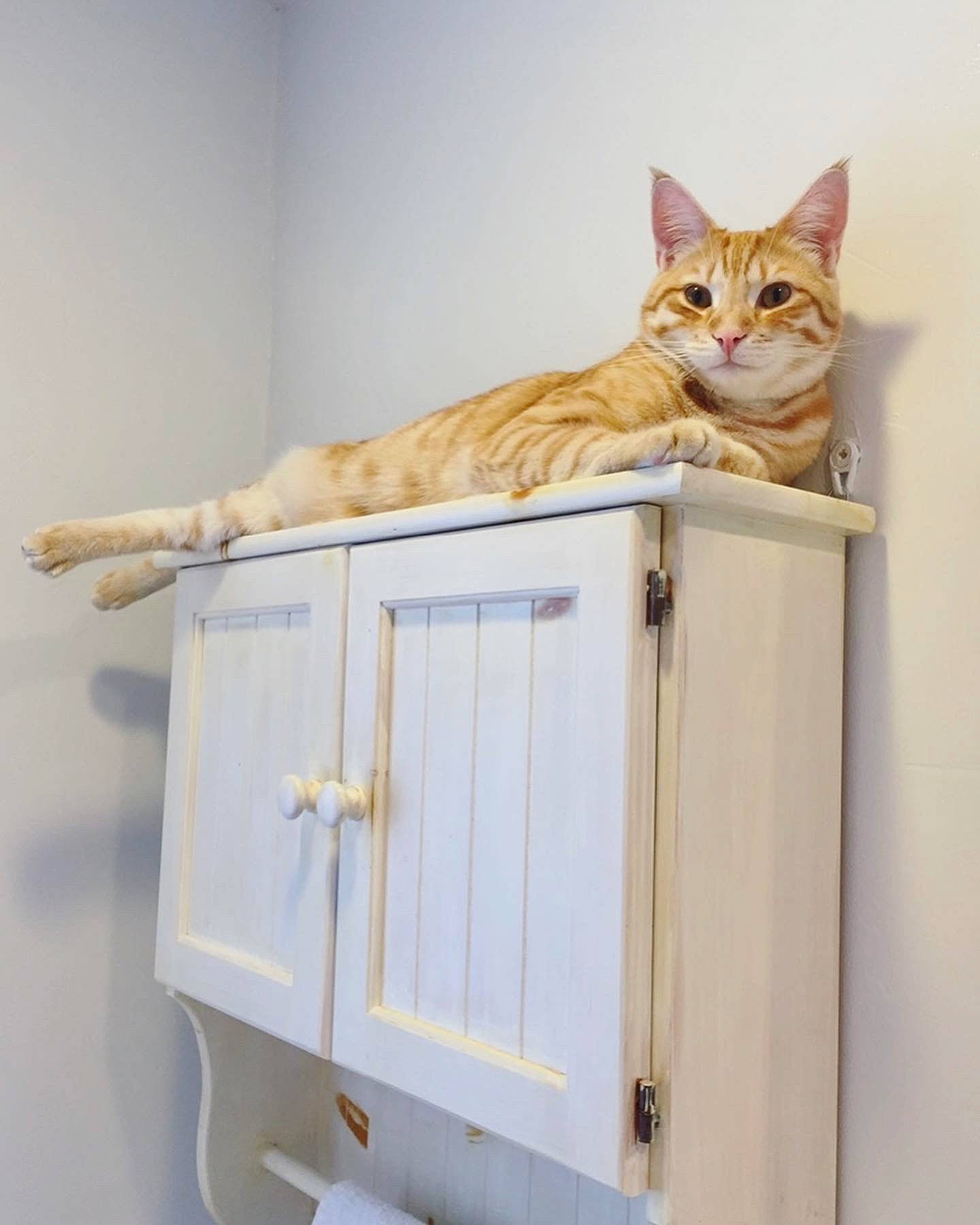 Minka is registered to the contest to win money with this photo: carnivore, cat, domestic_short_haired_cat, fawn, felidae, hardwood, pet_supply, rectangle, room, small_to_medium_sized_cats, tail, whiskers, wood