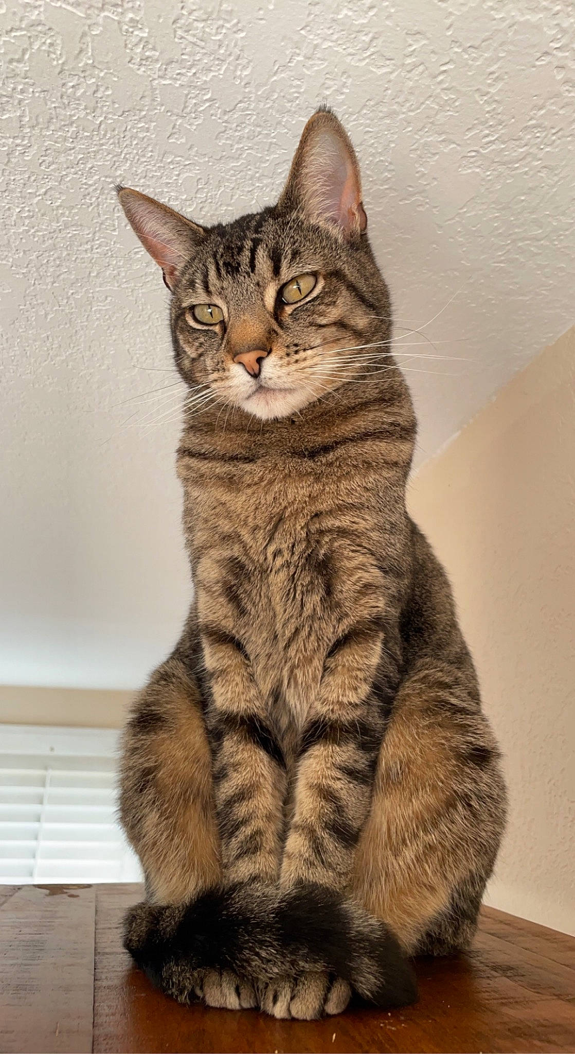 Minka joined the competition — help win amazing prizes! art, carnivore, cat, domestic_short_haired_cat, drawing, felidae, fur, illustration, lynx, painting, paw, sitting, small_to_medium_sized_cats, snout, tail, terrestrial_animal, whiskers, wildlife, window