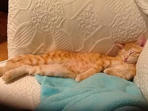 Max is registered to the contest to win money with this photo: bed, bedding, carnivore, cat, claw, comfort, domestic_short_haired_cat, fawn, felidae, flooring, fur, linens, nap, paw, room, small_to_medium_sized_cats, tail, terrestrial_animal, whiskers, wood