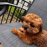 Saint is registered to the contest to win money with this photo: dog, brown_dog, fluffy, tongue_out, chair, outdoor, pet, fence, railing, house, window, relaxing, cute, animal, fur, small_dog, resting, garden, daylight, portrait