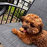 dog, brown_dog, fluffy, tongue_out, chair, outdoor, pet, fence, railing, house, window, relaxing, cute, animal, fur, small_dog, resting, garden, daylight, portrait