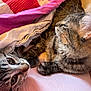 animal, bed, blanket, cat, closeup, companionship, cozy, cute, domestic_cat, fur, indoor, mammal, paws, pets, pink, red, resting, sleepy, tabby_cat, whiskers