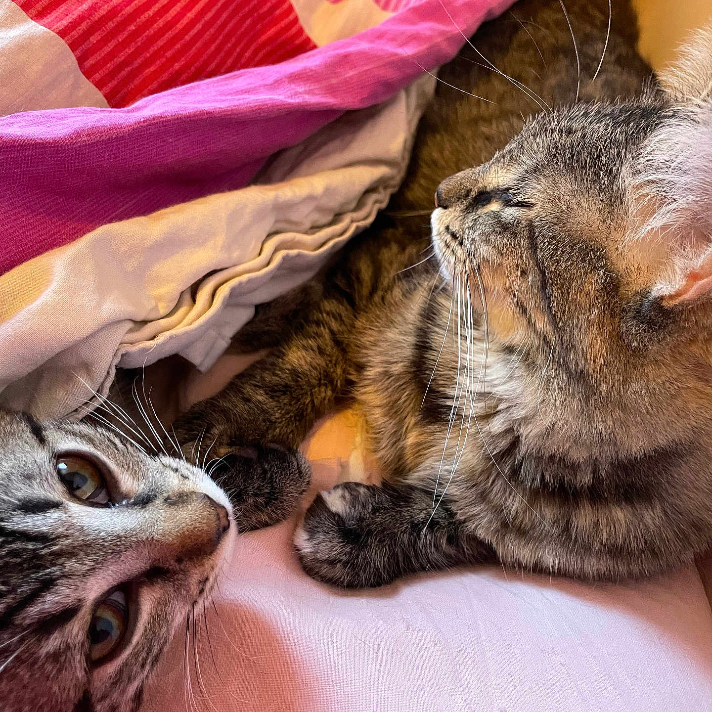 Pupuce participe au concours pour gagner de l'argent avec cette photo : animal, bed, blanket, cat, closeup, companionship, cozy, cute, domestic_cat, fur, indoor, mammal, paws, pets, pink, red, resting, sleepy, tabby_cat, whiskers