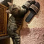 cat, tabby, slippers, floor, rug, furniture, wicker, indoor, pet, relaxed, curious, animal, domestic, cozy, home, footwear, texture, pink, brown, black