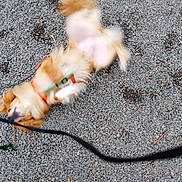 Jessie participe au concours pour gagner de l'argent avec cette photo : dog, blur, motion, gravel, leash, outdoor, playful, furry, pet, rolling, active, harness, brown, white, animal, canine, energetic, ground, fun, nature