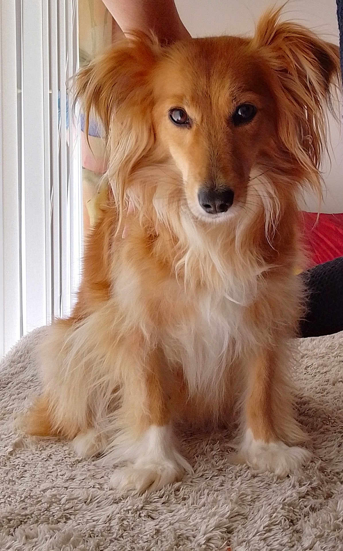 Jessie participe au concours pour gagner de l'argent avec cette photo : dog, golden_fur, fluffy, pet, indoors, carpet, sitting, cute, animal, canine, fur, ears, face, portrait, domestic_animal, cozy, living_room, soft_lighting, closeup, friendly