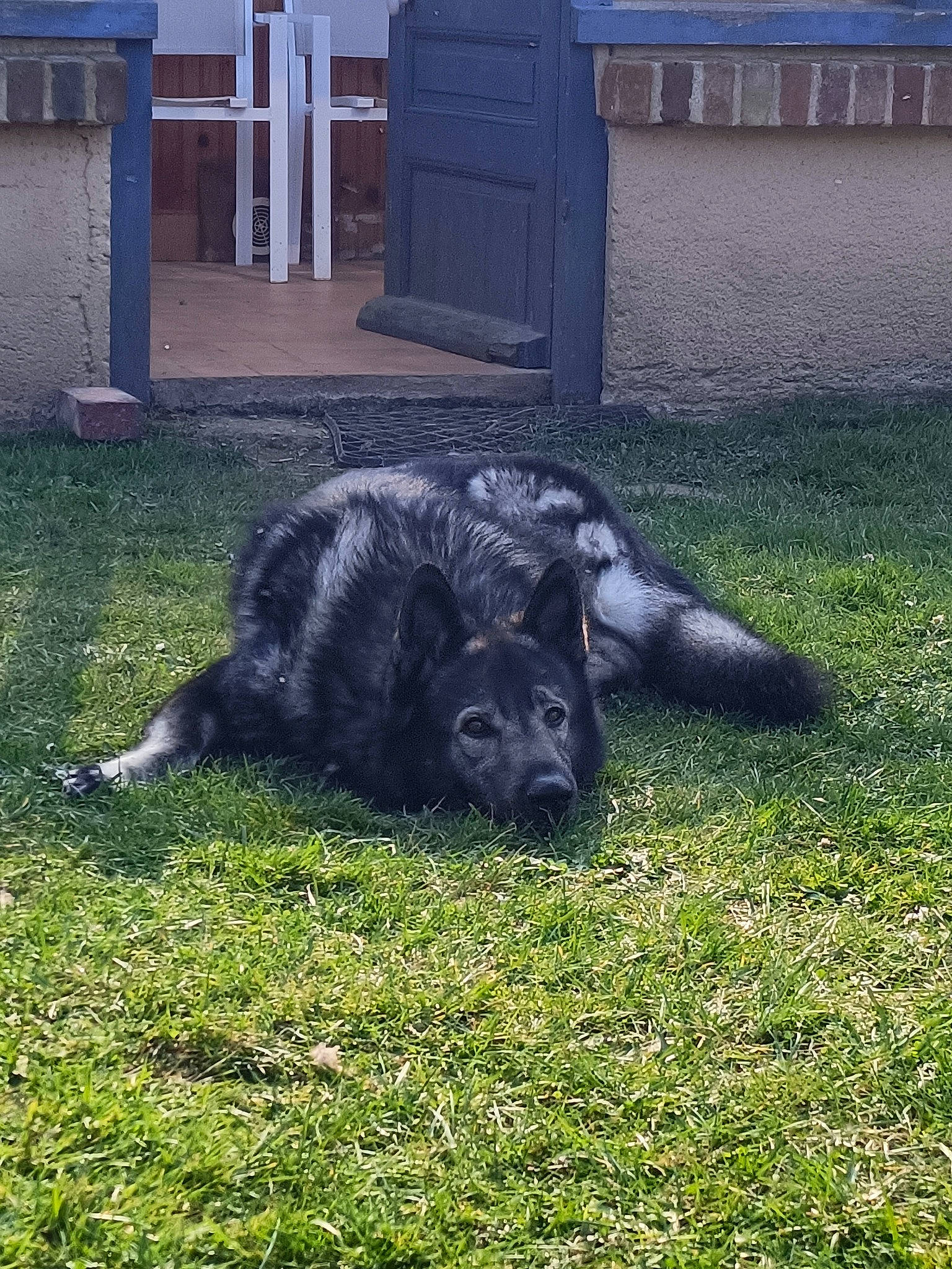 Naïko a rejoint le concours — aidez-le/la à gagner de superbes lots ! borador, canidae, carnivore, companion_dog, dog, dog_breed, door, fur, grass, groundcover, guard_dog, pasture, plant, soil, sporting_group, tail, terrestrial_animal, tints_and_shades, working_animal