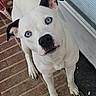 animal, black_ears, blue_eyes, brick_porch, canine, closeup, curious, dog, door, glass_door, head_tilt, mobile_interface, outdoor, paw, pet, phone_screenshot, standing, tail, white_dog, window_blinds