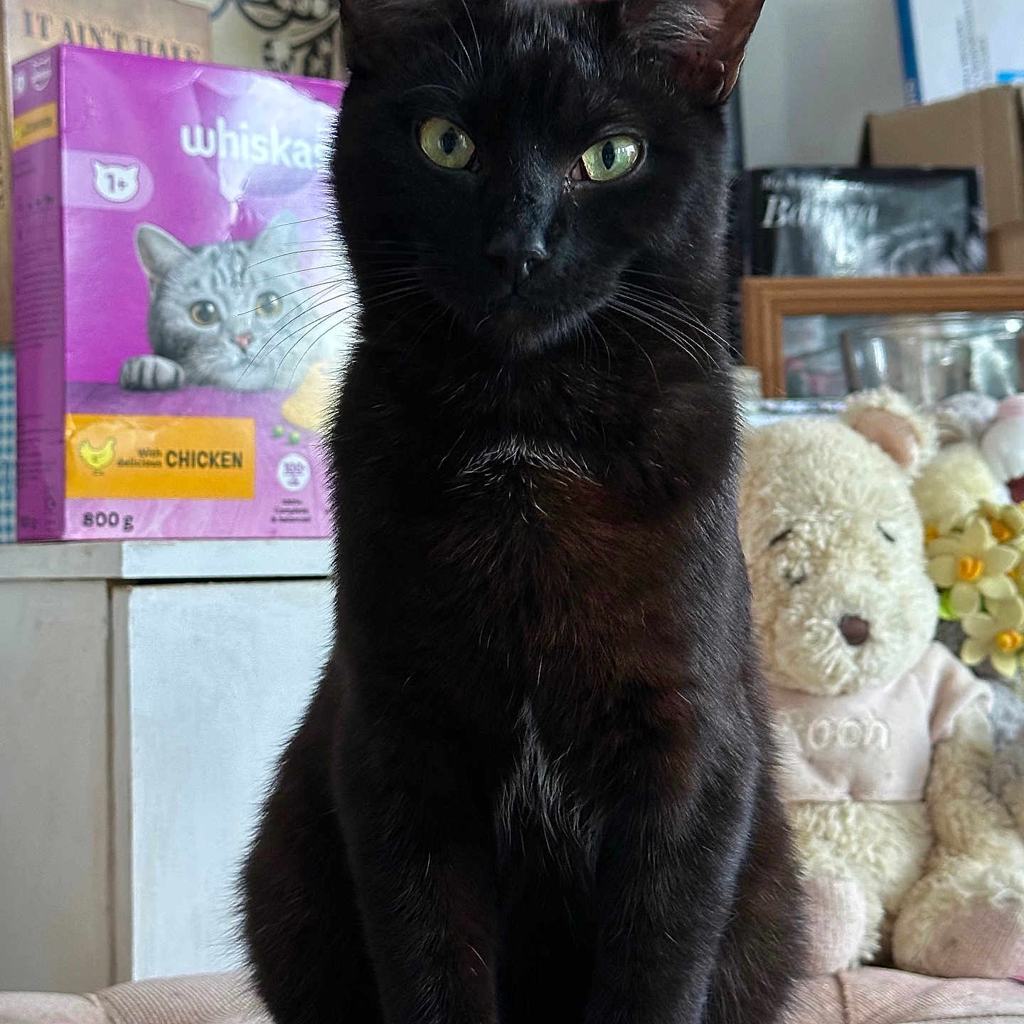 Binx is registered to the contest to win money with this photo: abyssinian, animal, blackcat, box, cat, couch, egyptiancat, furniture, kitten, manx, pet, plush, shelf, teddybear, toy