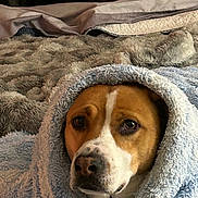 Titan is registered to the contest to win money with this photo: dog, blanket, bed, cozy, indoor, brown, white, fur, face, pet, resting, snug, cute, animal, comfort, home, soft, texture, sleepy, wrapped