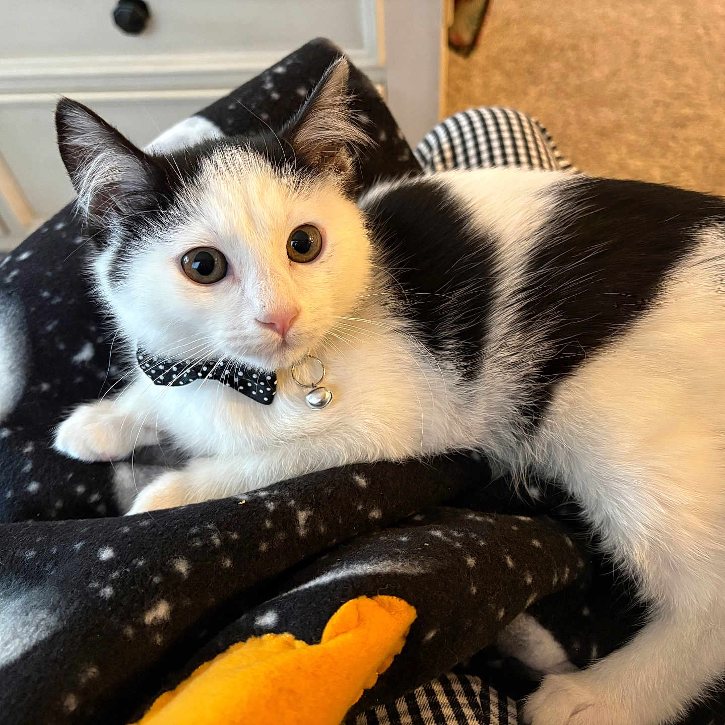 Lucy joined the competition — help win amazing prizes! animal, black_and_white, blanket, bow_tie, cat, close_up, collar, curious, cute, domestic_cat, feline, fur, indoor, kitten, lying_down, pet, plush_toy, soft_texture, whiskers, young_cat