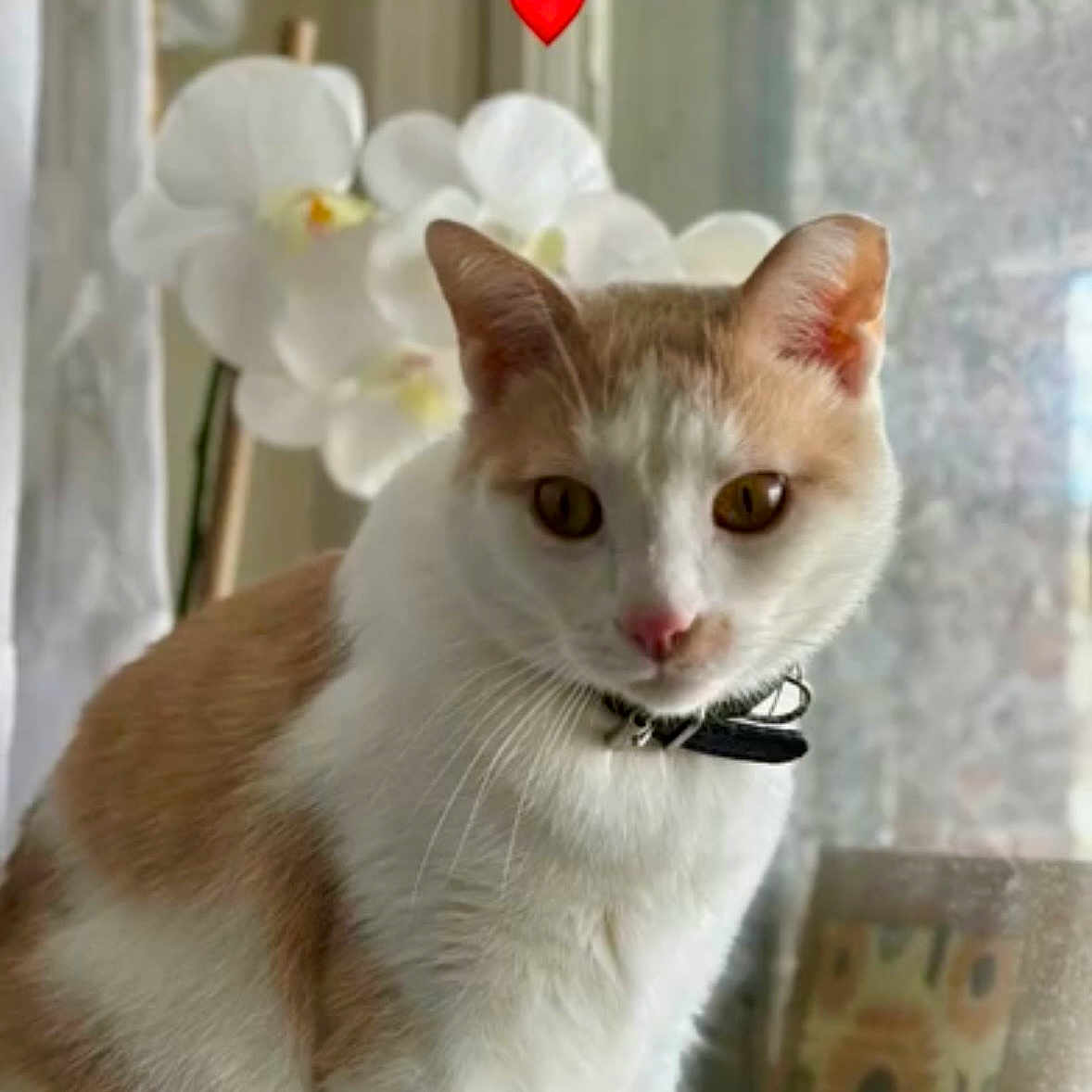Pepe joined the competition — help win amazing prizes! cat, indoor, window, flower, white_orchid, collar, pet, feline, curious, animal, domestic, cute, fur, whiskers, portrait, sitting, soft_light, closeup, adorable, love