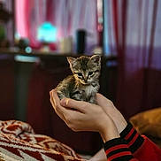 Whiskey joined the competition — help win amazing prizes! animal, blanket, blurred_background, cat, comfort, cozy, cute, feline, hands, holding, indoor, kitten, pet, portrait, red_sleeve, resting, small, soft_light, striped_sleeve, warm