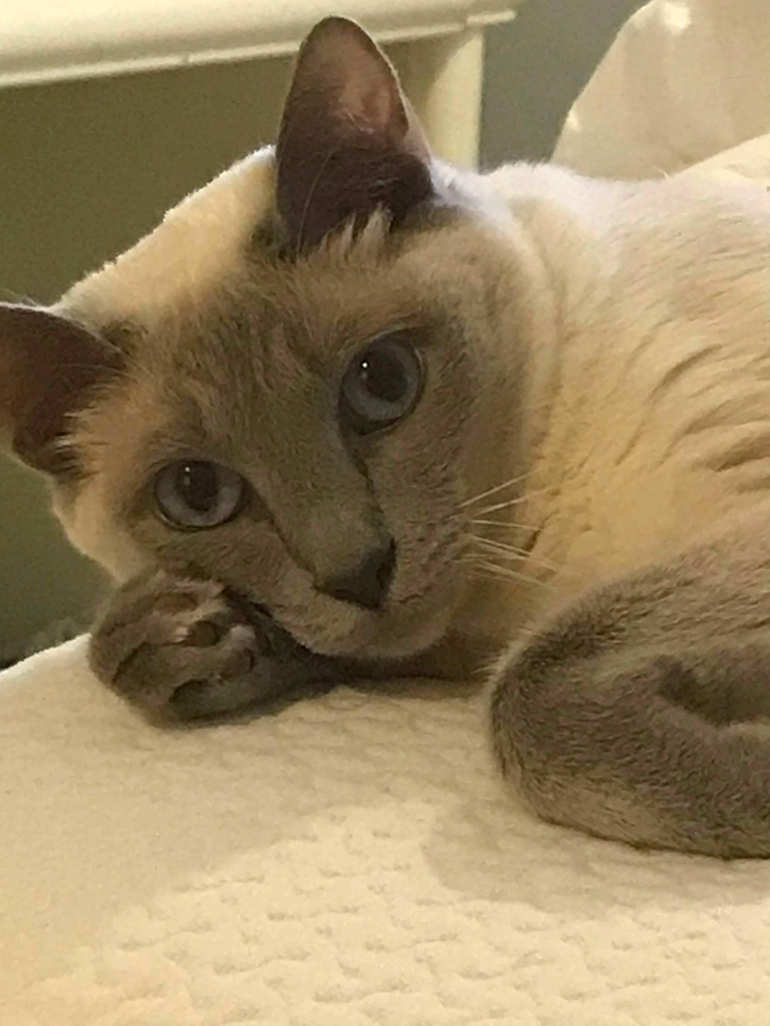 Bunny joined the competition — help win amazing prizes! carnivore, cat, cat_bed, cat_supply, claw, comfort, domestic_short_haired_cat, fawn, felidae, fur, iris, paw, siamese, small_to_medium_sized_cats, snout, tail, terrestrial_animal, whiskers