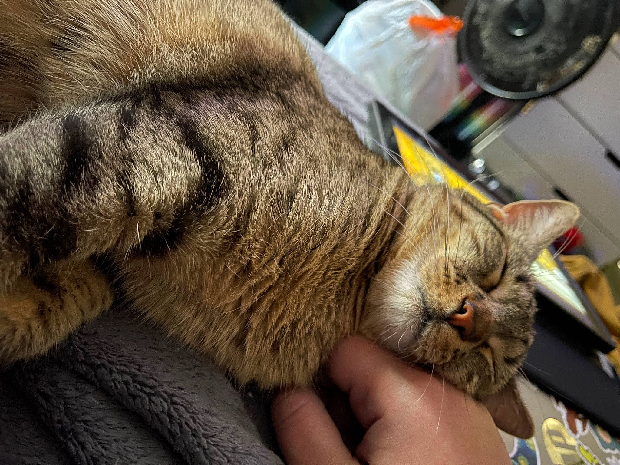 Hopper joined the competition — help win amazing prizes! carnivore, cat, claw, comfort, domestic_short_haired_cat, ear, felidae, fur, gesture, lap, nail, nap, small_to_medium_sized_cats, snout, tail, terrestrial_animal, whiskers