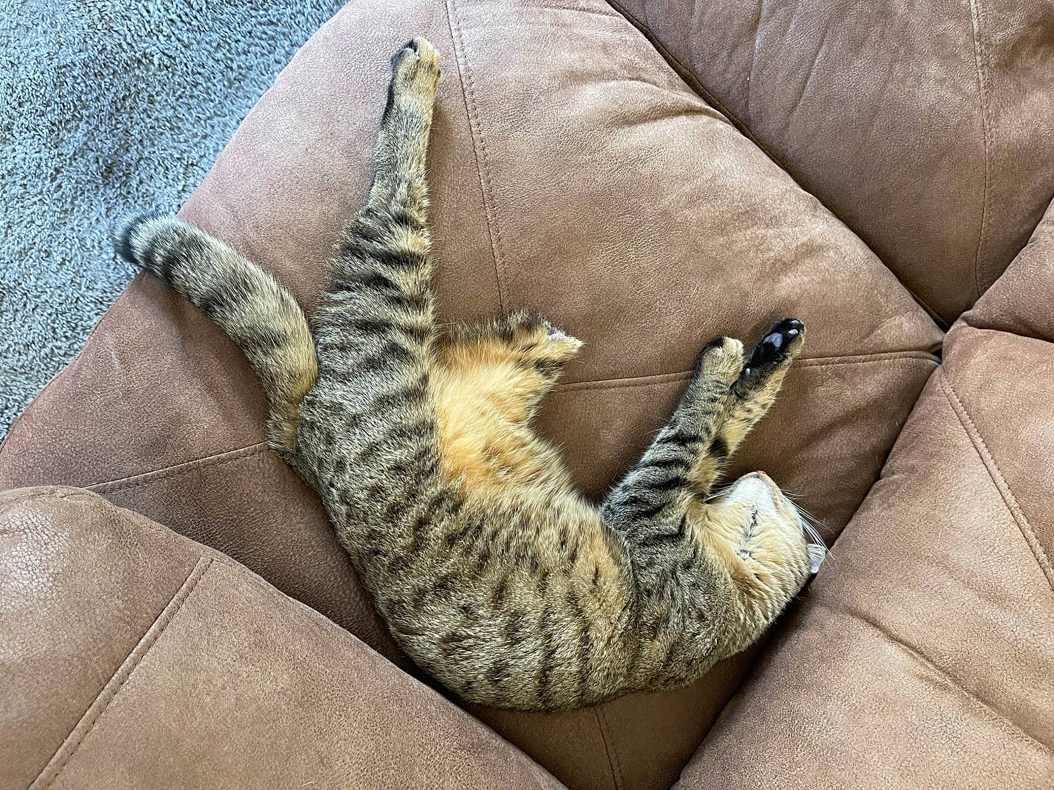 Hopper joined the competition — help win amazing prizes! bag, carnivore, cat, comfort, couch, domestic_short_haired_cat, fawn, felidae, fur, grey, human_leg, linens, military_camouflage, pattern, paw, small_to_medium_sized_cats, tail, textile, thigh, whiskers