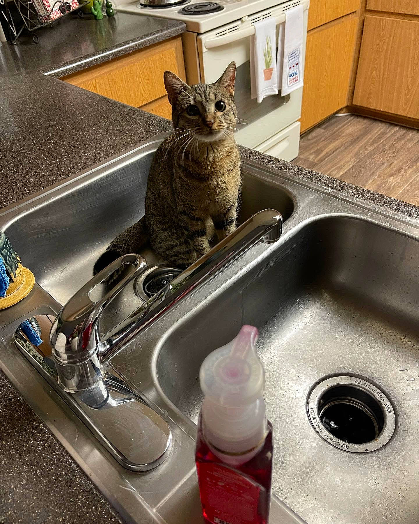 Hopper joined the competition — help win amazing prizes! animal_feed, carnivore, cat, cooking, domestic_short_haired_cat, felidae, gas, houseplant, kitchen, kitchen_appliance, kitchen_sink, pet_supply, plant, plumbing, plumbing_fixture, sink, small_to_medium_sized_cats, tail, tap, whiskers