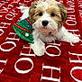 puppy, dog, cute, fluffy, christmas, holiday, red_blanket, green_accessory, indoor, pet, animal, fur, lying_down, decorative, festive, adorable, small_dog, background, close_up, soft_texture