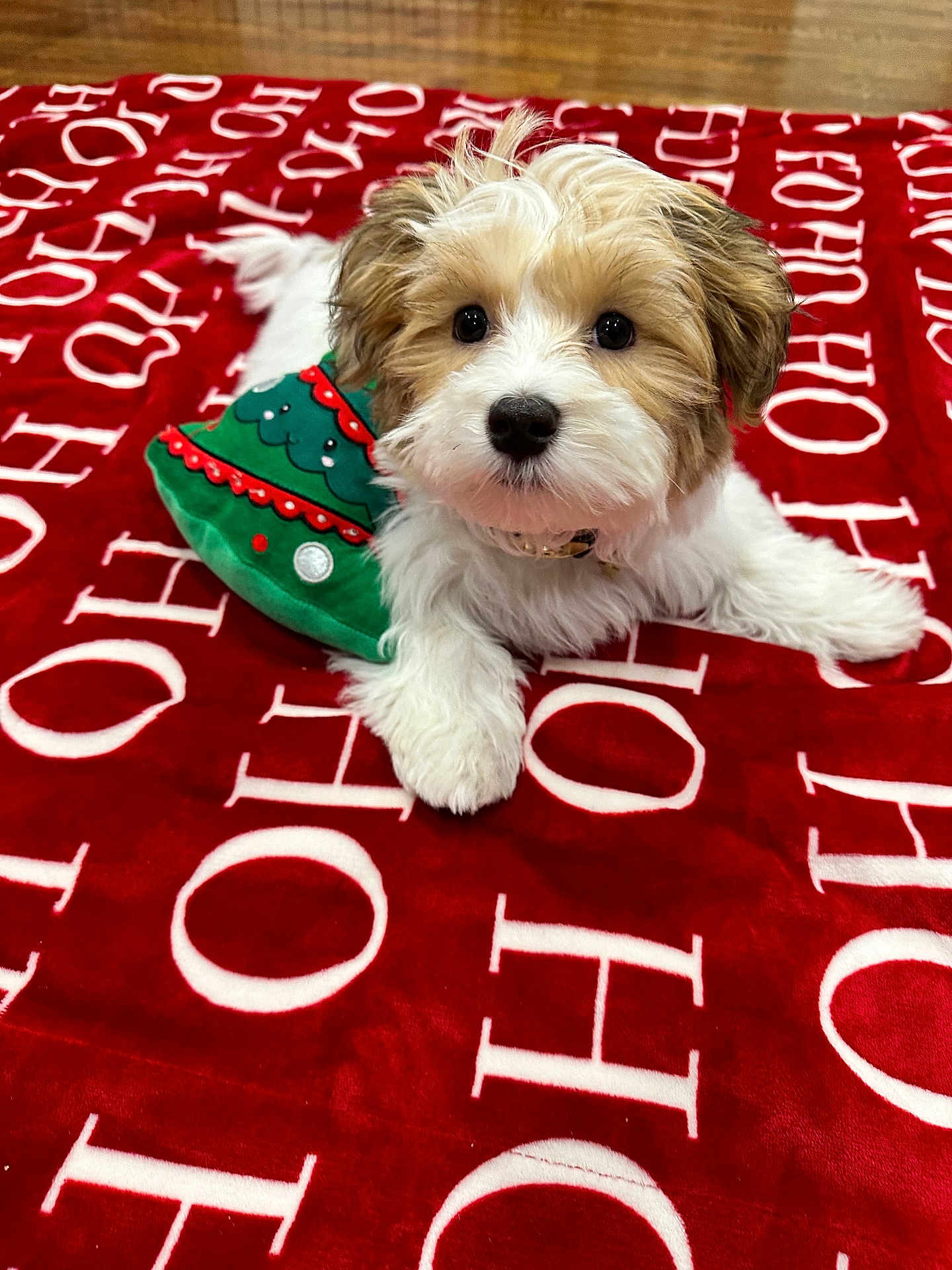 Archie joined the competition — help win amazing prizes! puppy, dog, cute, fluffy, christmas, holiday, red_blanket, green_accessory, indoor, pet, animal, fur, lying_down, decorative, festive, adorable, small_dog, background, close_up, soft_texture