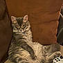 cat, collar, controller, couch, domestic_cat, ears, fluffy, fur, gaming_controller, gray_tabby, indoor, living_room, looking_at_camera, orange_cushion, paws, pet, relaxed_pose, seated, tail, whiskers