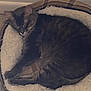 animal, cat, companion, cozy, curled_up, cushion, cute, domestic, feline, fur, indoor, mammal, pet_bed, quiet, relaxed, resting, sleeping, soft, striped, tabby