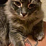 Dash is registered to the contest to win money with this photo: animal, cat, close_up, colorful_fabric, curious_eyes, cute, domestic_cat, flower_pattern, fluffy, fur, gray_tabby, indoor, paw, person, pet, relaxed, resting, skin, tattoo, whiskers