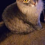 Dash joined the competition — help win amazing prizes! animal, background, carpet, cat, closeup, curious, cute, domestic_cat, feline, floor, fur, gray_cat, indoors, looking_up, pet, portrait, soft_lighting, texture, whiskers, yellow_eyes