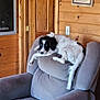 armchair, black_and_white, cabin, canine, decor, dog, door, door_hinge, furniture, home, interior, light_switch, living_room, paper, pet, relaxing, resting, table, wood_paneling, wooden_wall