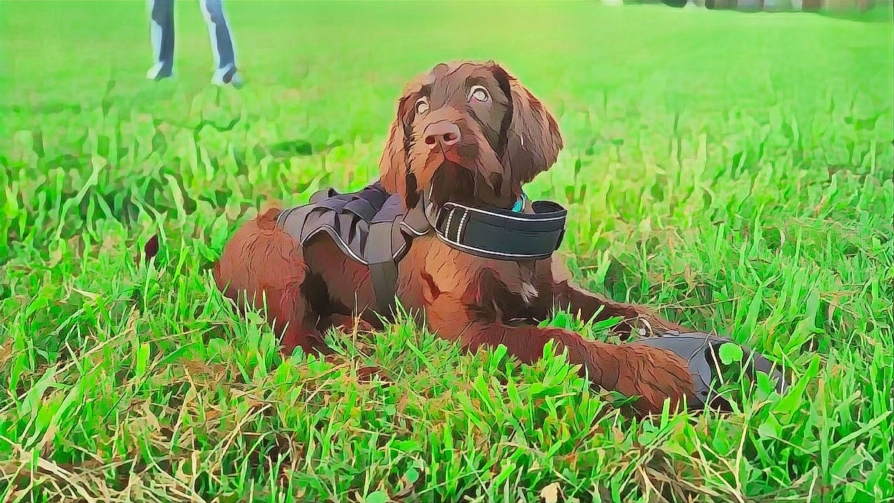 Harlow is registered to the contest to win money with this photo: canidae, carnivore, collar, companion_dog, dog, dog_breed, dog_collar, dog_supply, fawn, grass, grassland, guard_dog, liver, pet_supply, plant, prairie, snout, sporting_group, working_animal, working_dog