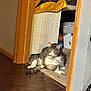 cat, gray_cat, white_cat, sitting, relaxed, indoor, floor, doorway, carpet, wood_floor, household, furniture, storage, pet, animal, cute, funny_pose, chubby, domestic_cat, home