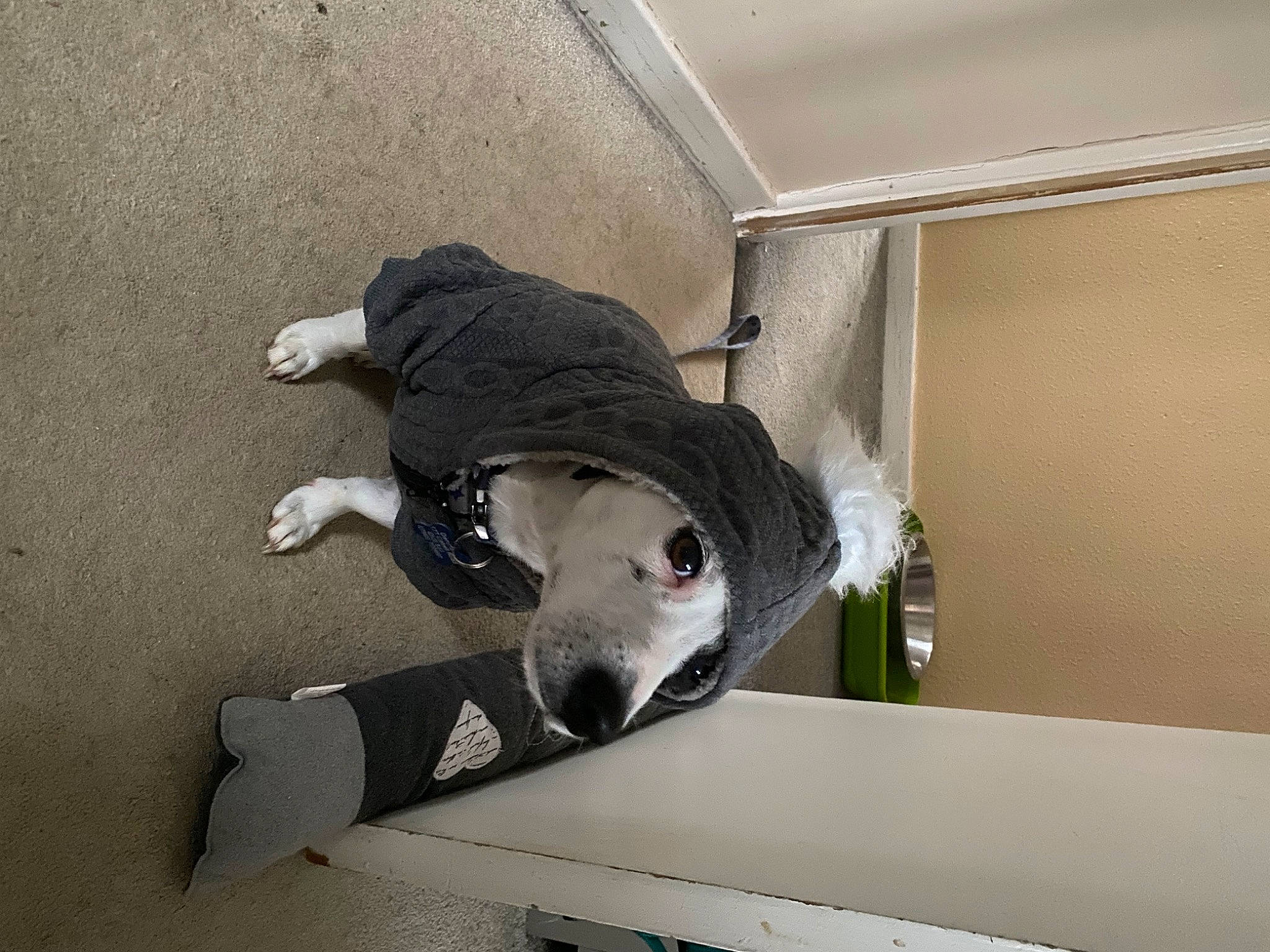 Charlie is registered to the contest to win money with this photo: canidae, carnivore, ceiling, collar, comfort, companion_dog, dog, dog_breed, fawn, flooring, fur, grey, non_sporting_group, plaster, room, snout, sporting_group, tail, working_animal