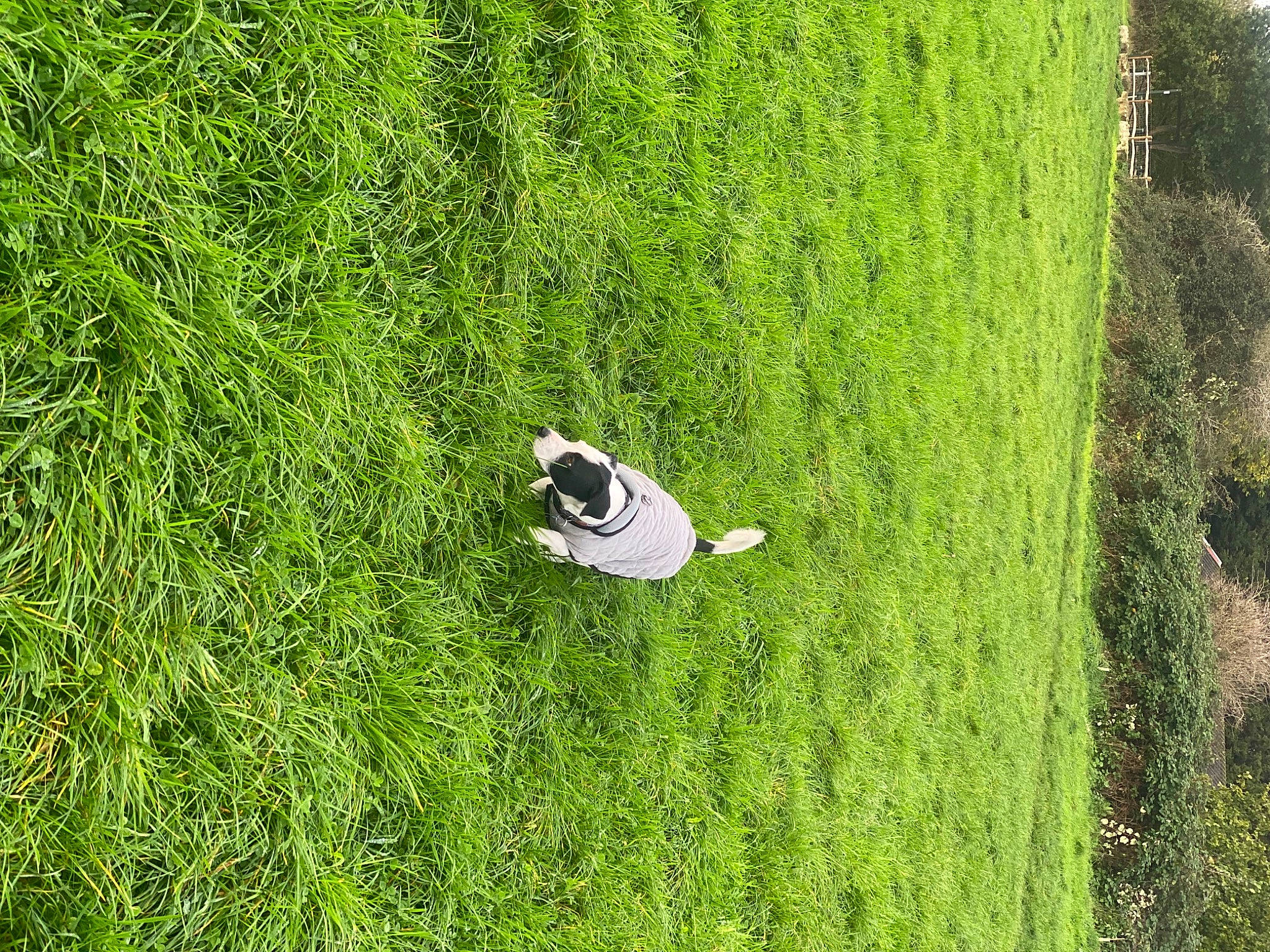 Charlie is registered to the contest to win money with this photo: dog, ecoregion, field, flooring, grass, grassland, green, groundcover, land_lot, landscape, lawn, leaf, meadow, natural_landscape, pasture, people_in_nature, plant, prairie, shrub, terrestrial_plant