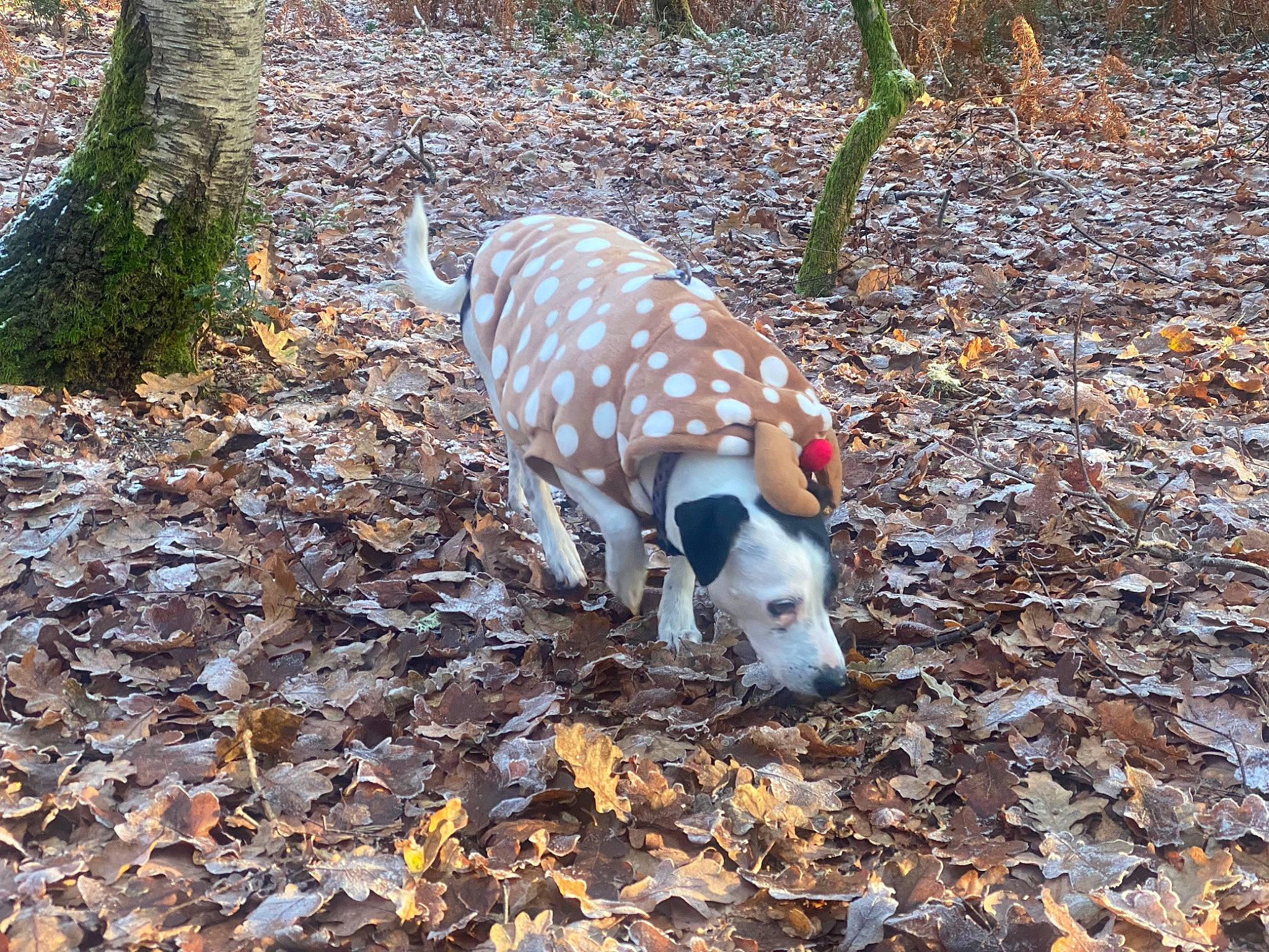 Charlie is registered to the contest to win money with this photo: canidae, carnivore, dog_breed, fawn, forest, grass, jungle, northern_hardwood_forest, plant, snout, soil, tail, temperate_broadleaf_and_mixed_forest, terrestrial_animal, tree, trunk, twig, wildlife, wood, woodland