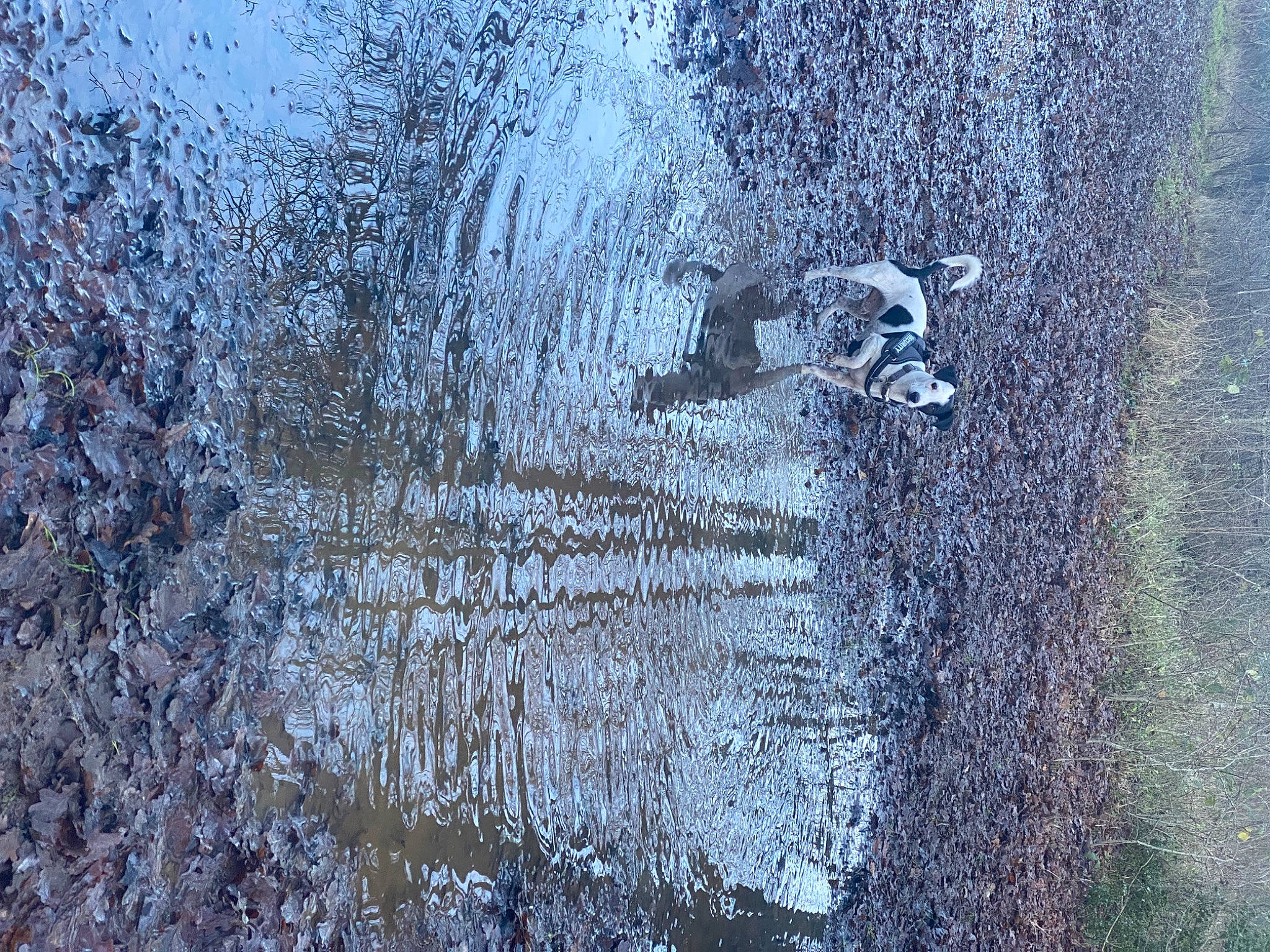 Charlie joined the competition — help win amazing prizes! art, asphalt, concrete, electric_blue, font, freezing, geological_phenomenon, grass, grey, landscape, pattern, reflection, road_surface, soil, trunk, twig, visual_arts, water, winter, wood