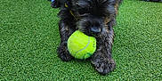Beni joined the competition — help win amazing prizes! animal, black_dog, casual, companion, daylight, dog, fur, grass, jeans, leisure, nature, outdoor, paw, person, pet, playing, relaxation, sitting, tennis_ball, toy