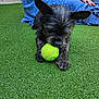 animal, black_dog, casual, companion, daylight, dog, fur, grass, jeans, leisure, nature, outdoor, paw, person, pet, playing, relaxation, sitting, tennis_ball, toy