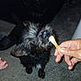 Beni is registered to the contest to win money with this photo: animal, black_dog, carpet, child_hand, curious, dog, domestic, ears, floor, furry, hand, human_hand, indoor, leather_couch, living_room, person, pet, small_dog, sniffing, wooden_spoon