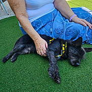 Beni joined the competition — help win amazing prizes! animal, artificial_grass, black_dog, blue_skirt, casual_clothing, dog, fence, grass, hand, outdoor, person, pet, petting, relaxation, resting, sidewalk, summer, sunlight, white_tank_top, yellow_harness