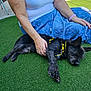 animal, artificial_grass, black_dog, blue_skirt, casual_clothing, dog, fence, grass, hand, outdoor, person, pet, petting, relaxation, resting, sidewalk, summer, sunlight, white_tank_top, yellow_harness