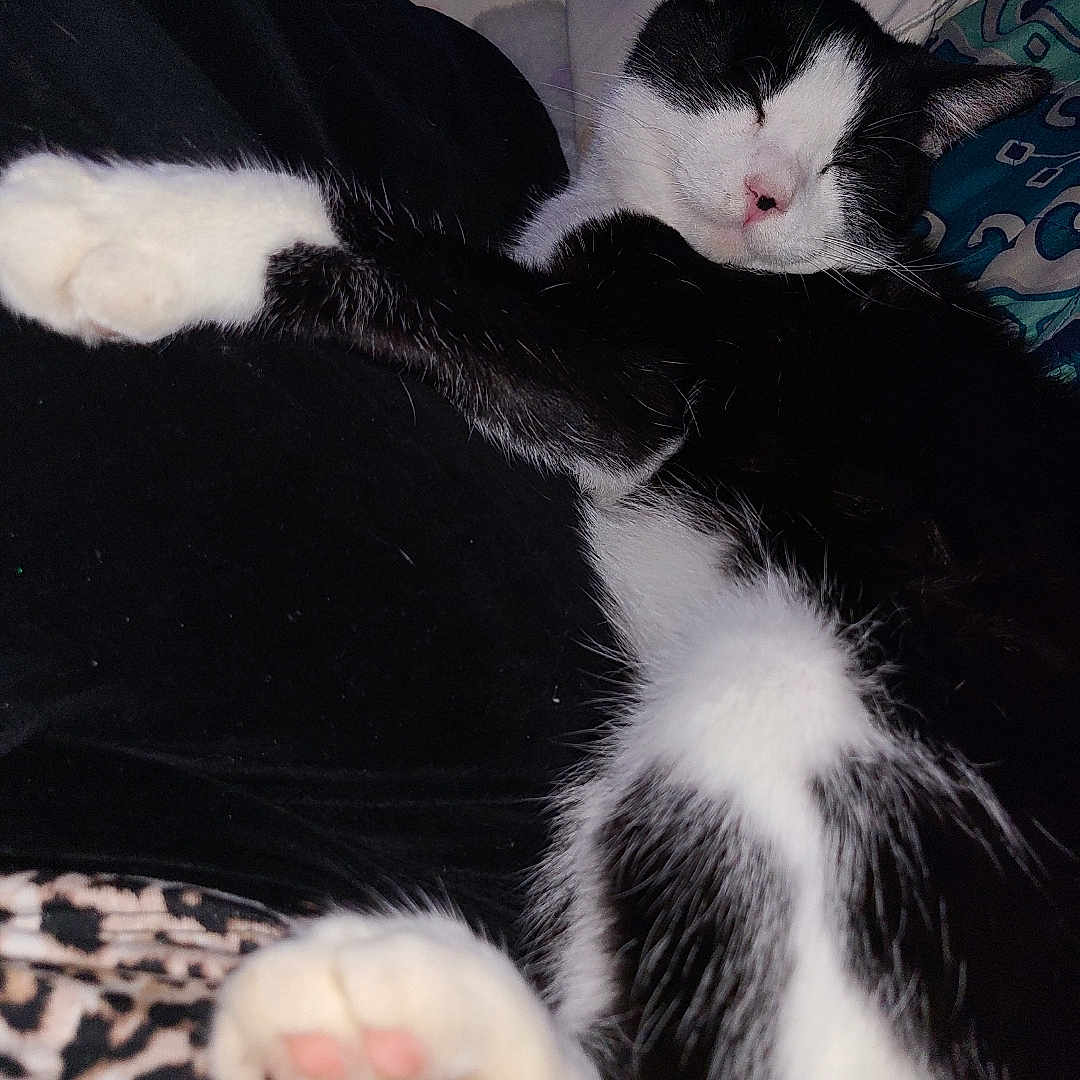 Daredevil joined the competition — help win amazing prizes! cat, black_and_white, sleeping, paw, close_up, feline, pet, resting, cozy, indoor, soft_fur, relaxed, animal, whiskers, cute, domestic_cat, pink_paw_pads, lying_down, closeup, comfort